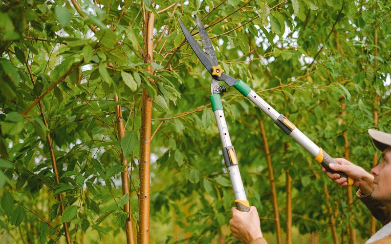 Tree trimming in Riddle, OR